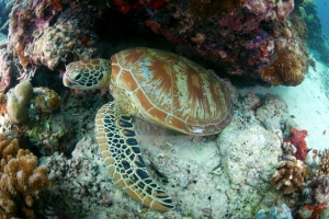 Barat Tioman Snorkeling