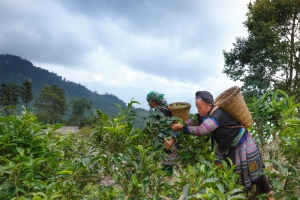 Sri Lankan Adventure